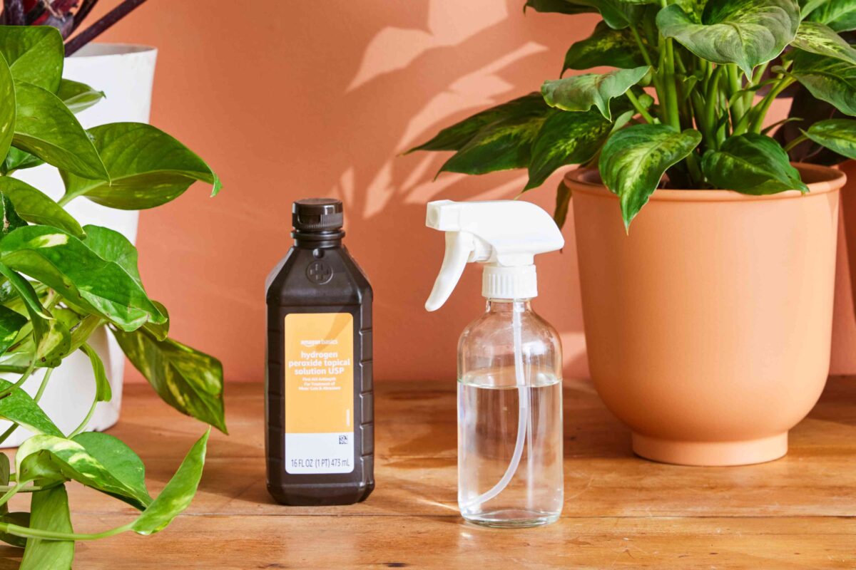 Ratio of Hydrogen Peroxide to Water for Indoor Plants